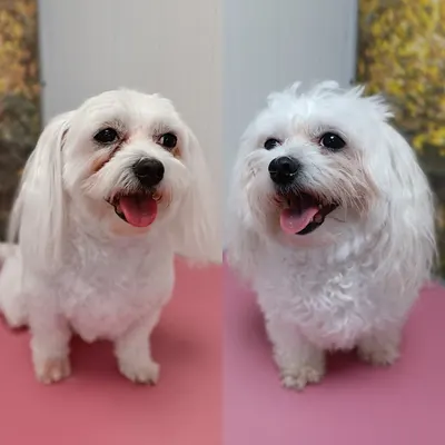 Samoobsługowa myjnia dla psów Joker